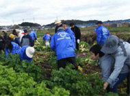 2017年11月 大根の収穫